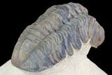 Reedops Trilobite Fossil - Morocco #75467-3